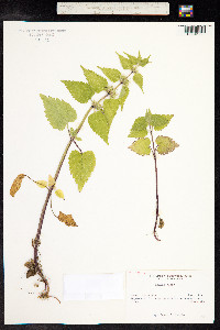 Lamium album image