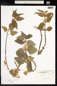 Lamium album image