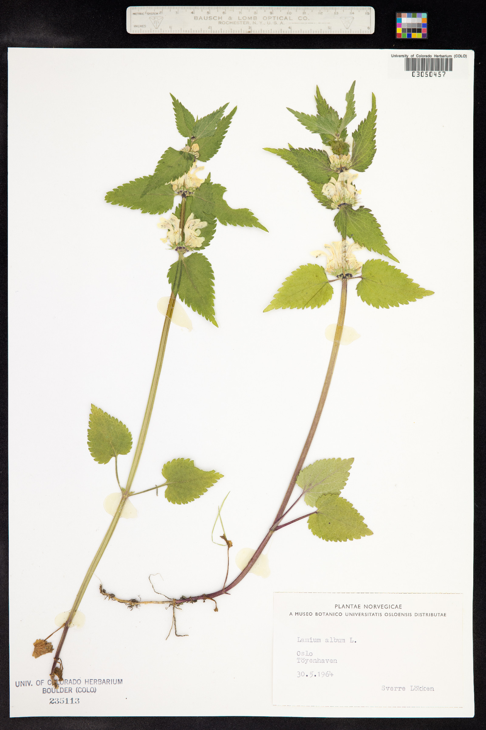 Lamium album image