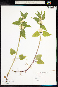 Lamium album image