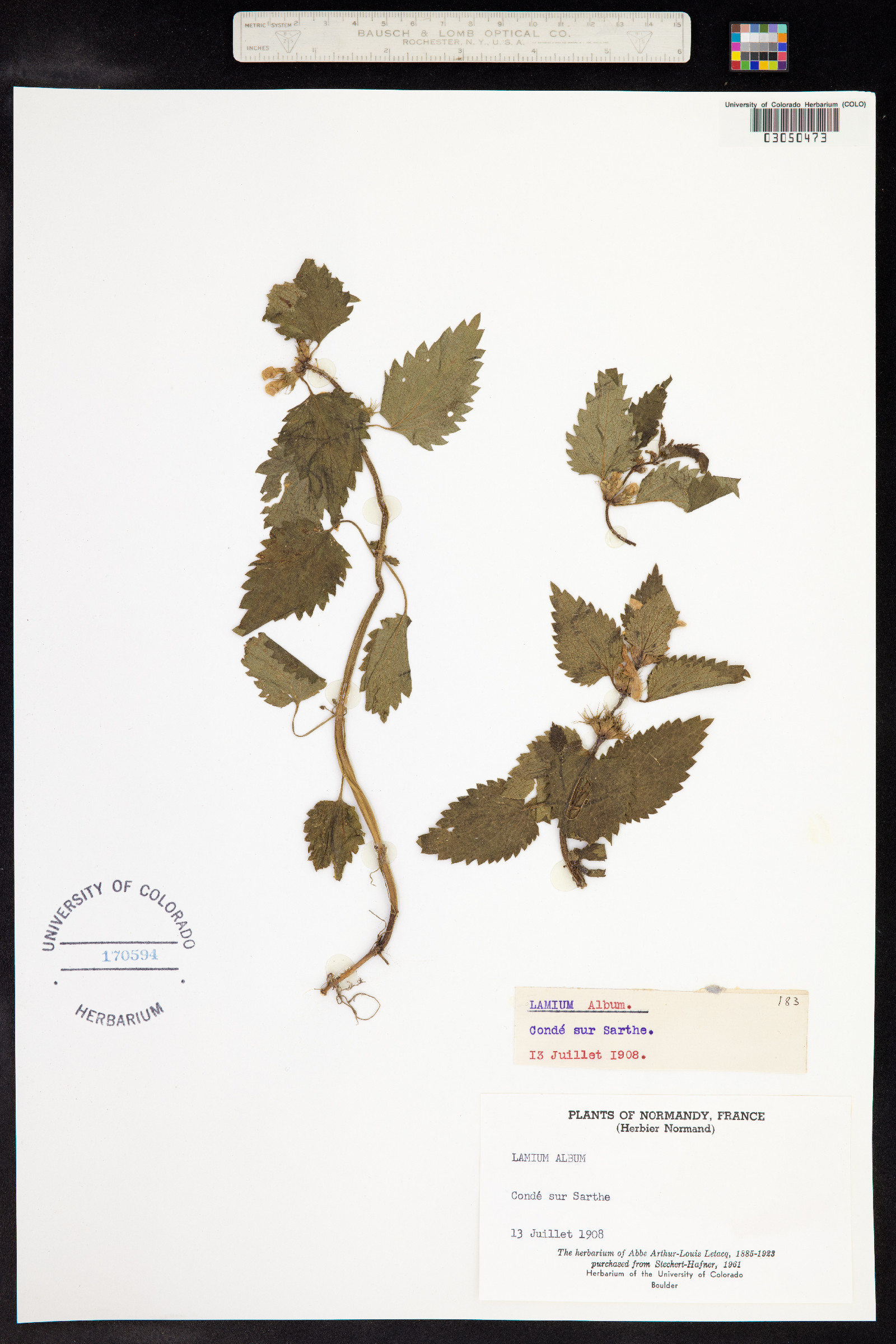 Lamium album image