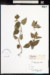 Lamium album image