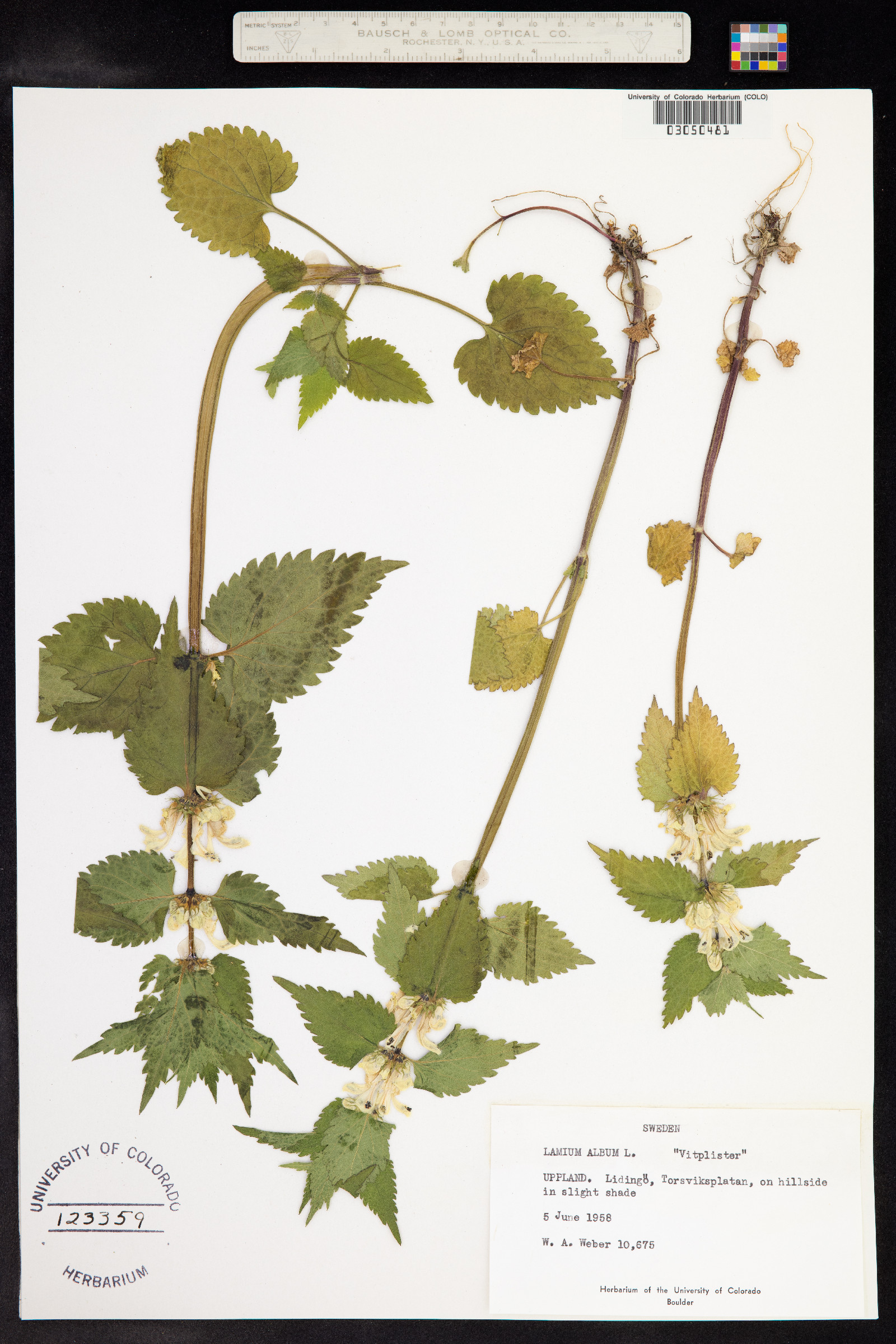 Lamium album image