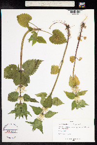 Lamium album image