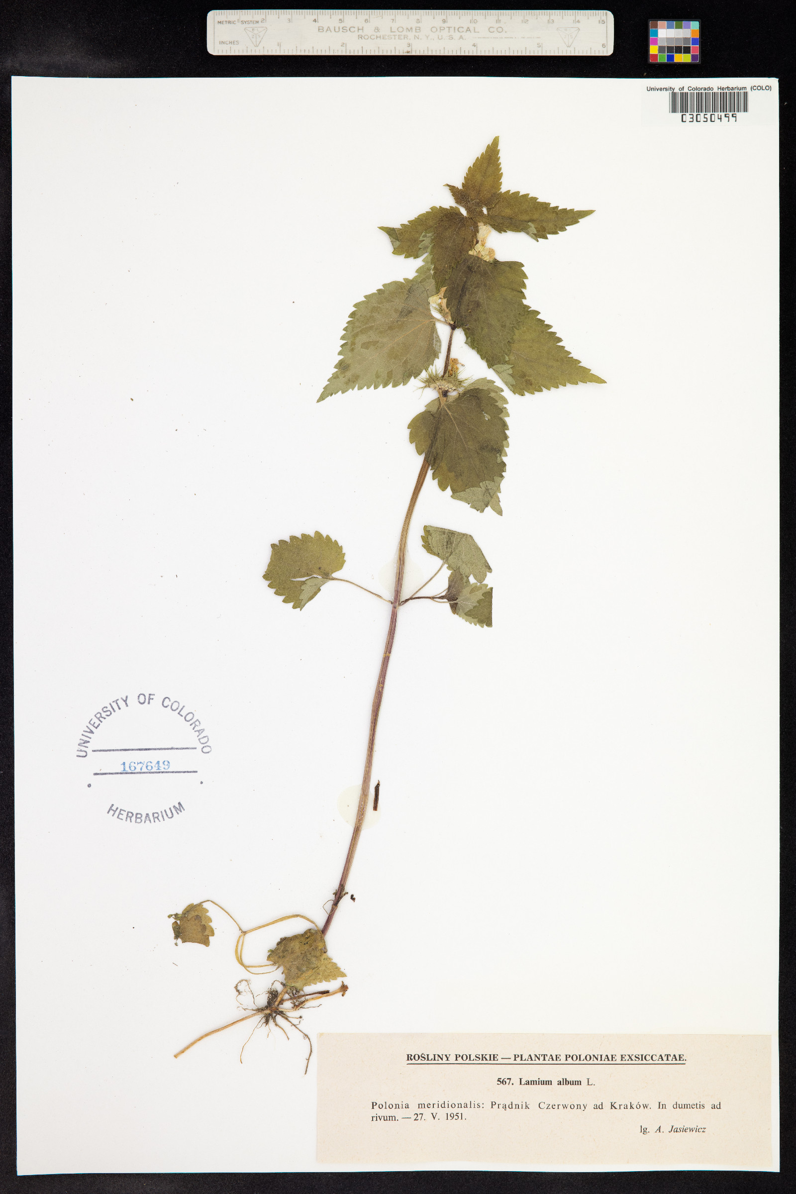 Lamium album image