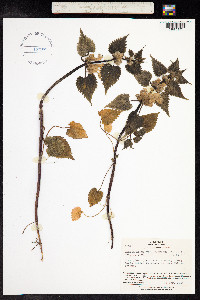 Lamium album image
