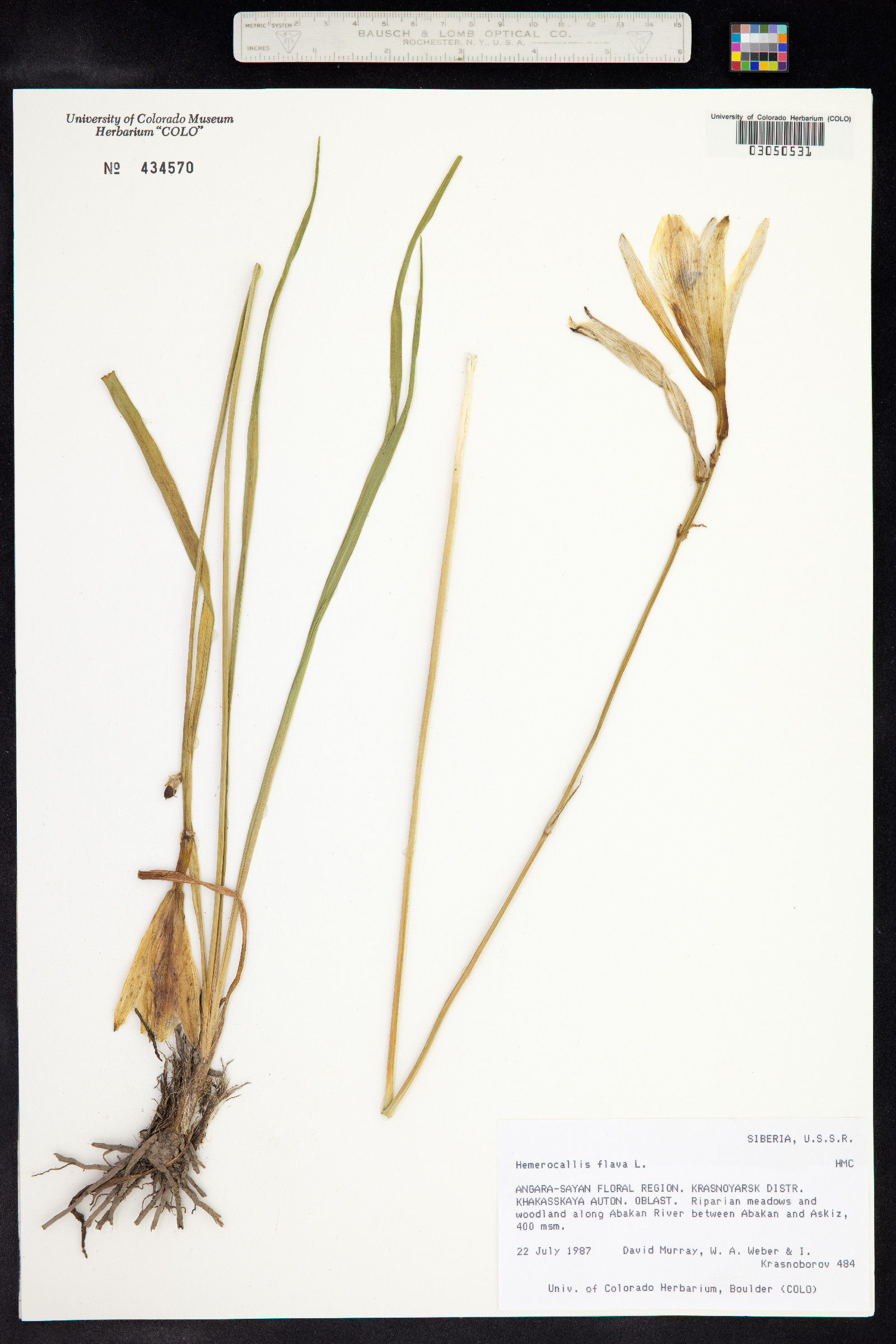 Hemerocallis lilioasphodelus image