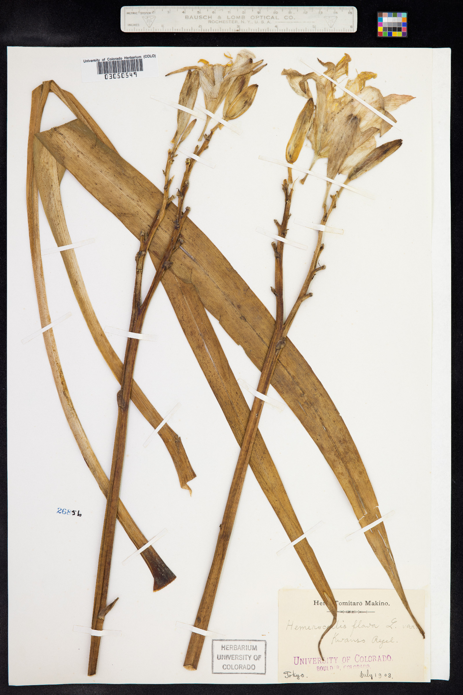 Hemerocallis lilioasphodelus image