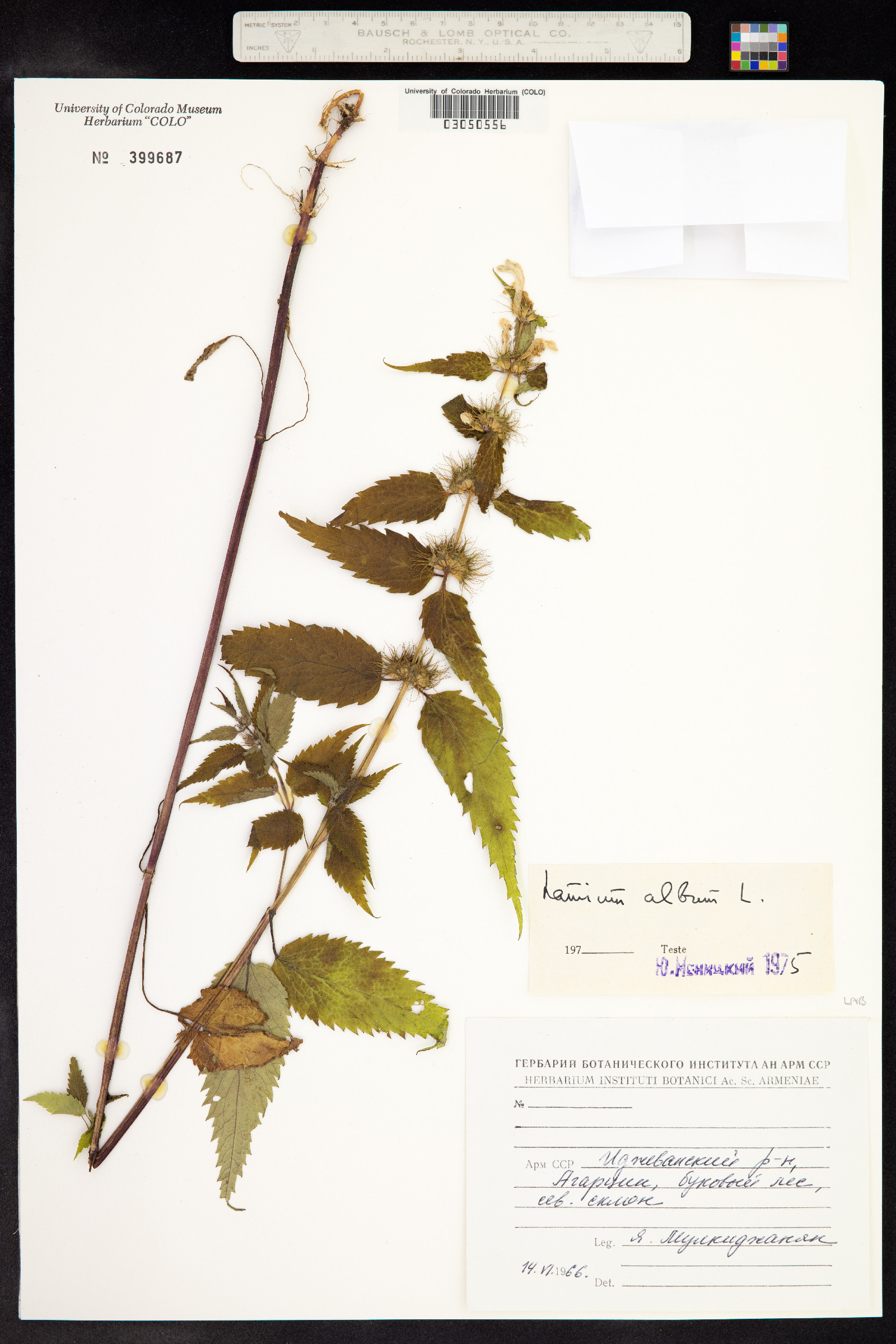 Lamium album image