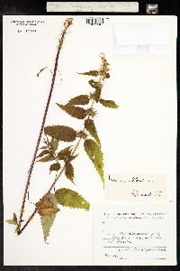 Lamium album image