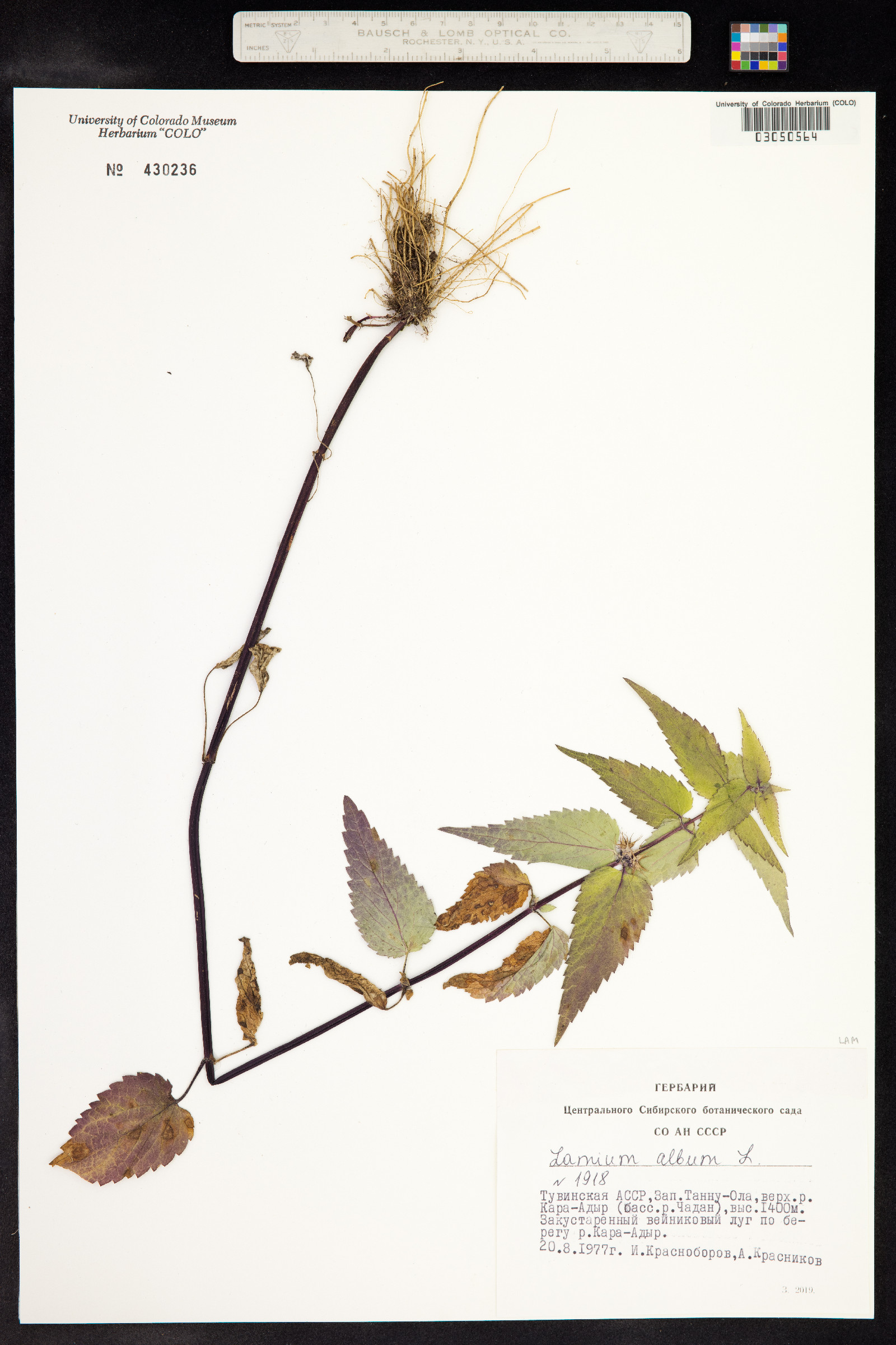 Lamium album image