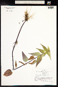 Lamium album image