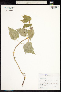 Lamium album image
