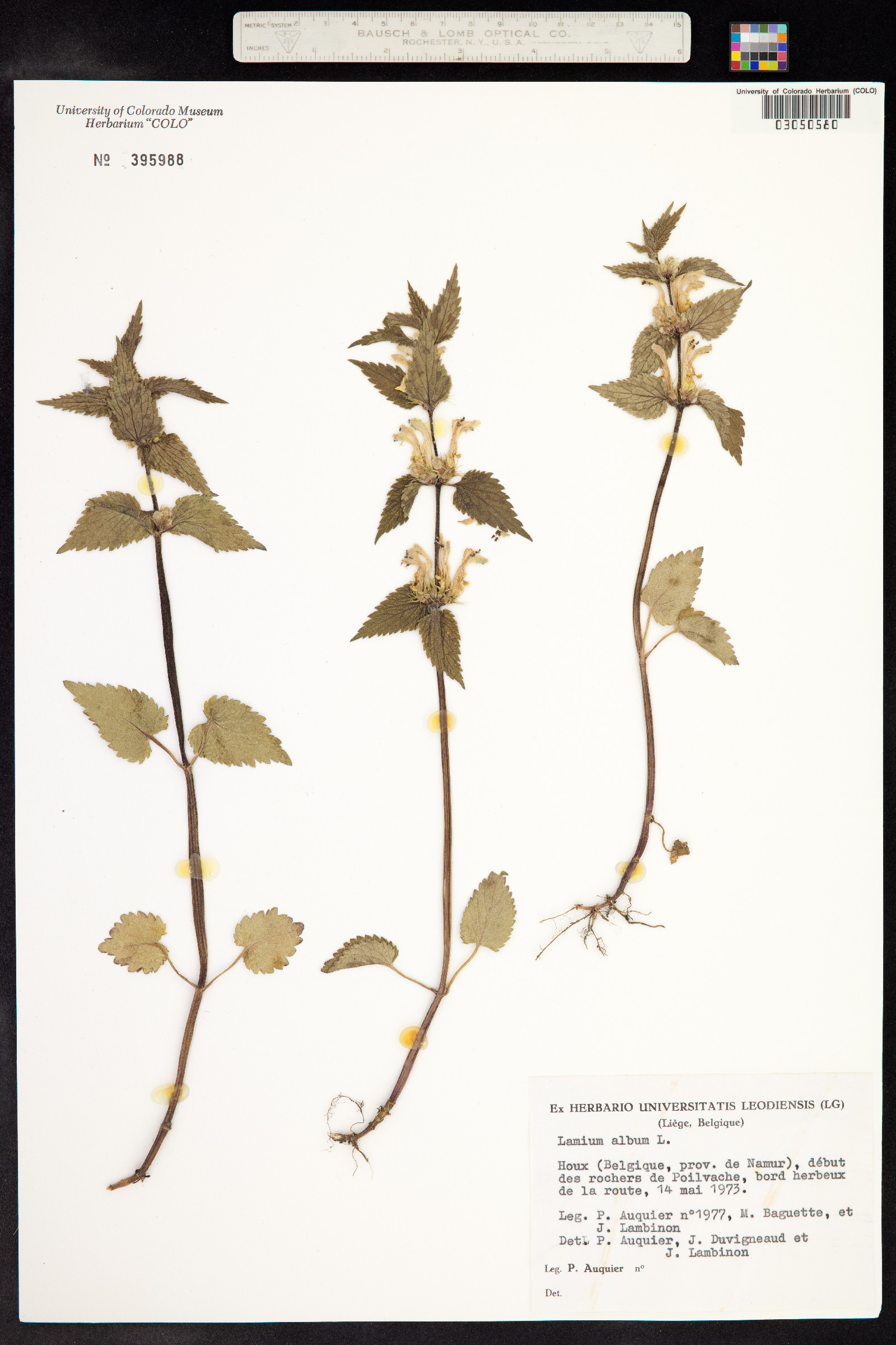 Lamium album image