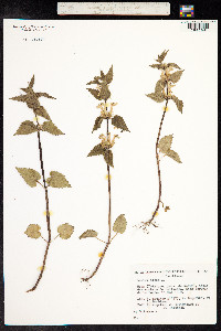 Lamium album image