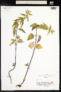 Lamium album image