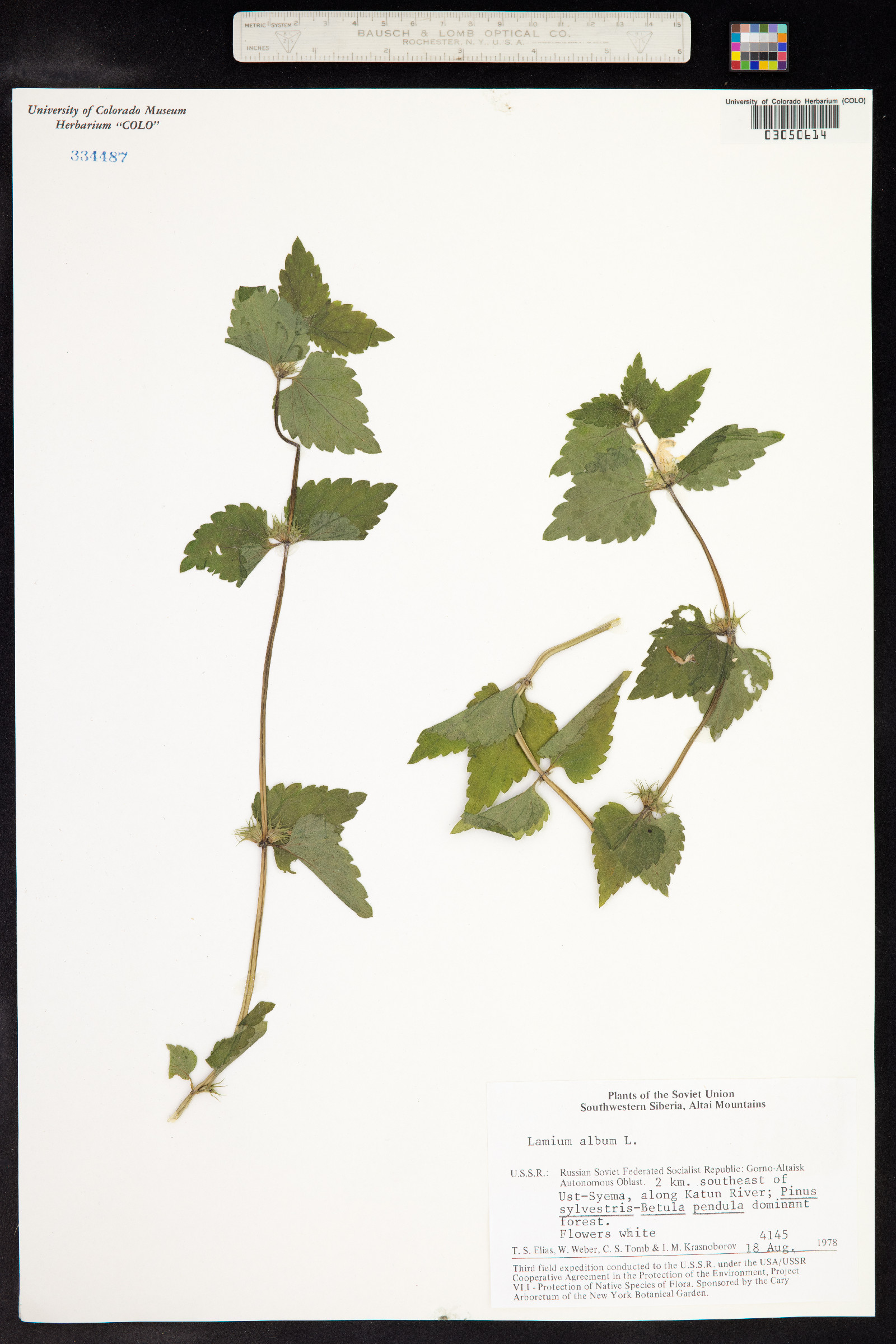 Lamium album image