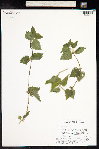Lamium album image