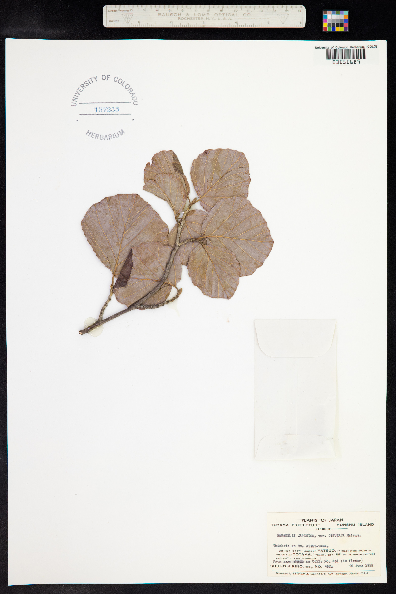 Hamamelis japonica image