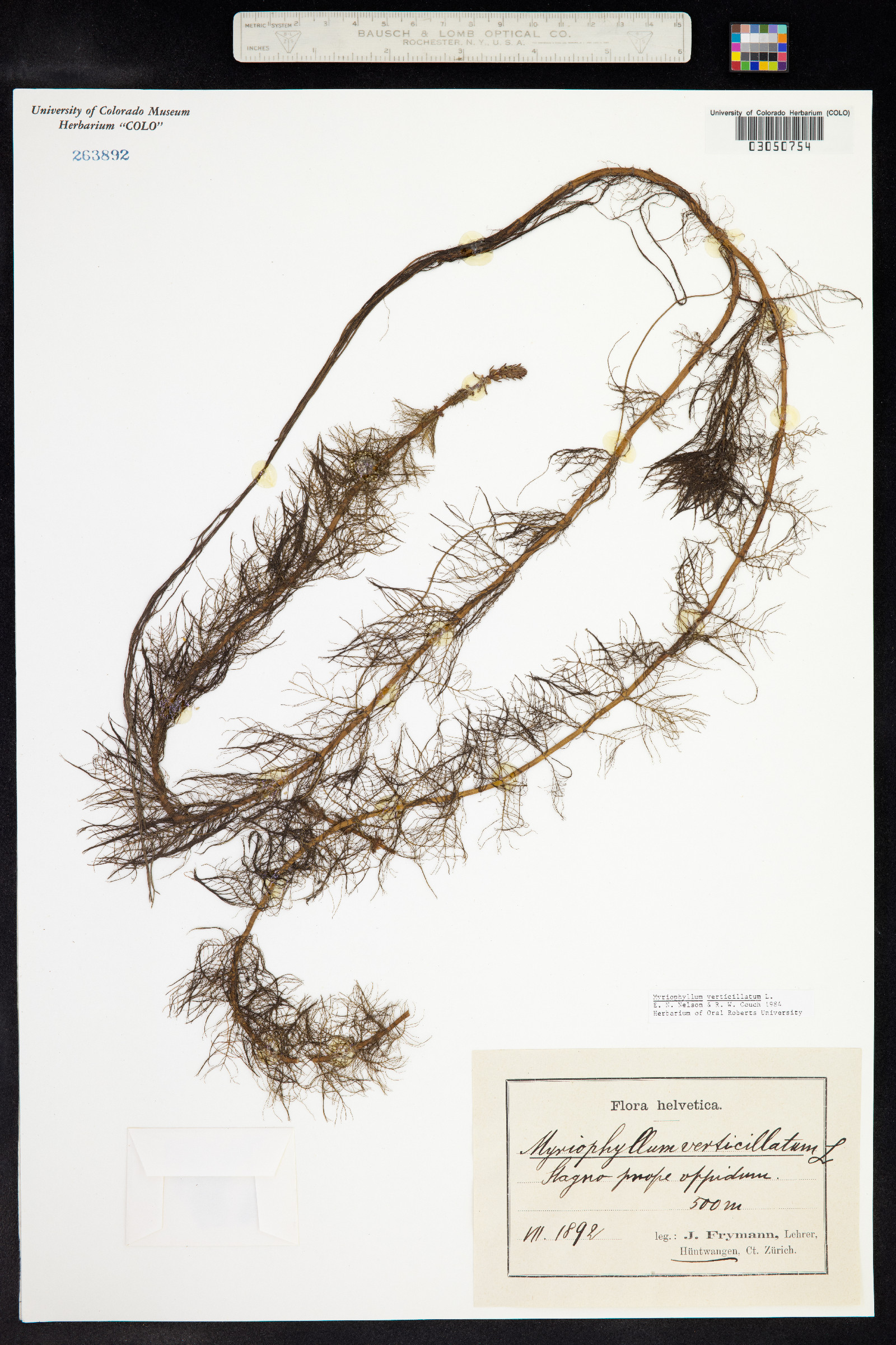 Myriophyllum verticillatum image