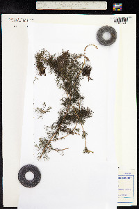 Myriophyllum spicatum image