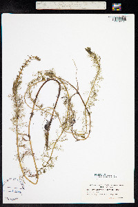 Myriophyllum verticillatum image