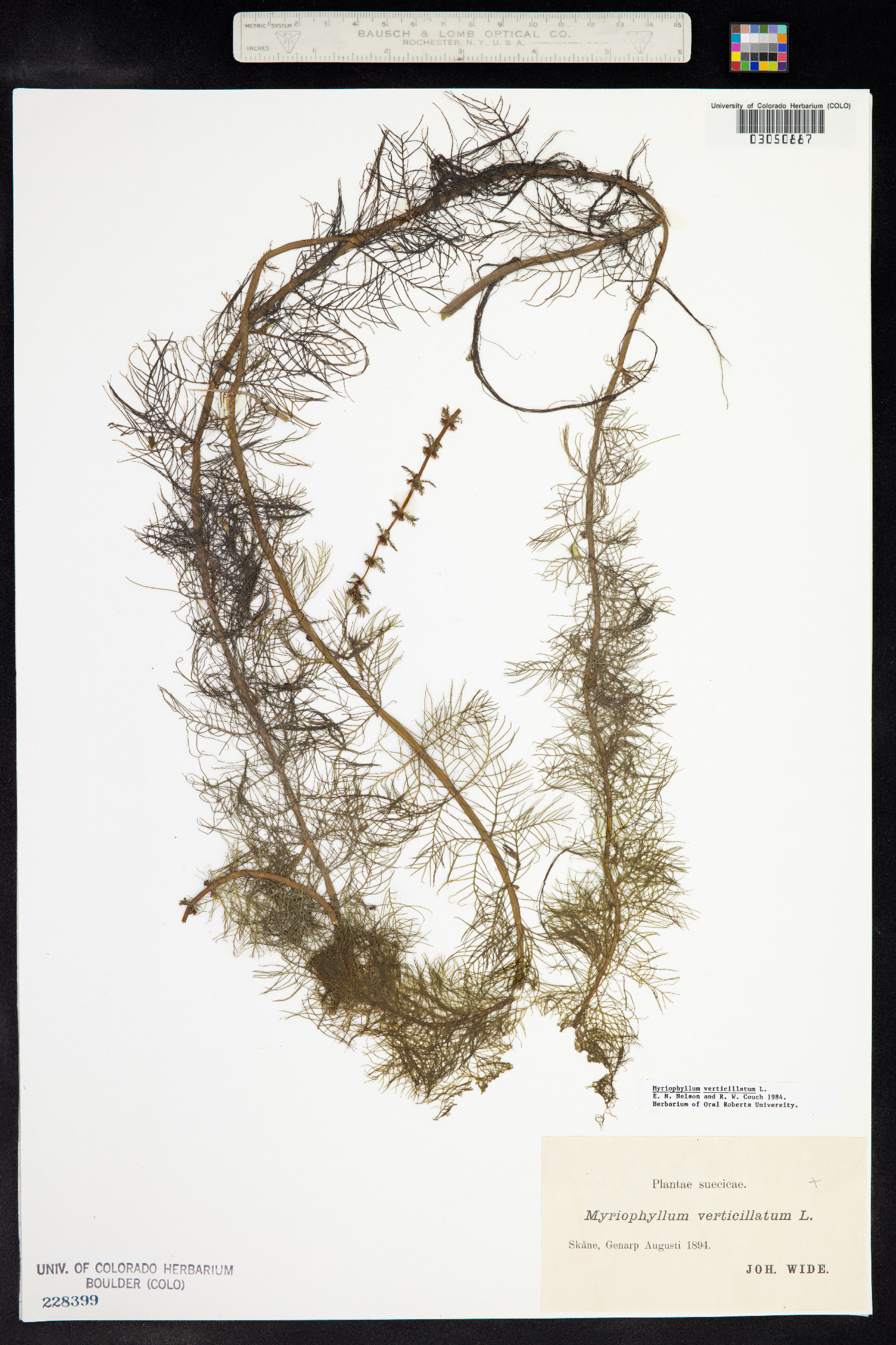 Myriophyllum verticillatum image