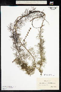 Myriophyllum verticillatum image