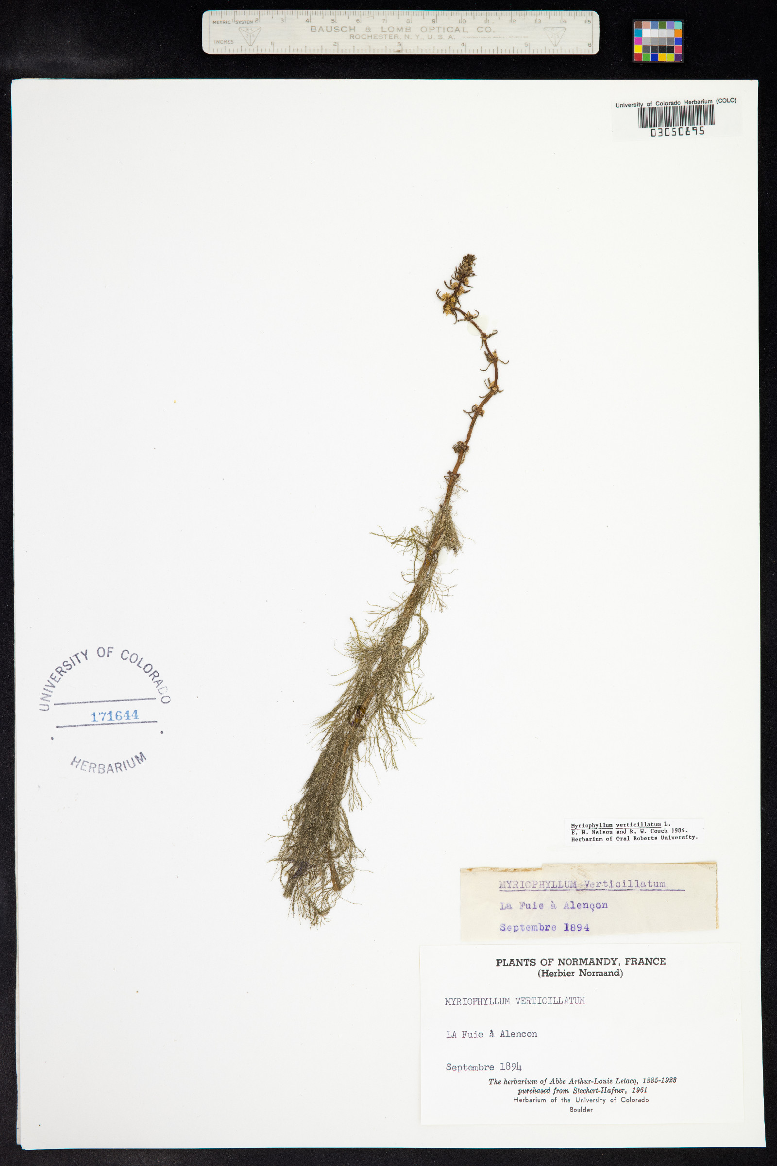 Myriophyllum verticillatum image