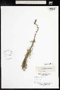 Myriophyllum verticillatum image