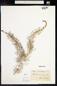 Myriophyllum verticillatum image