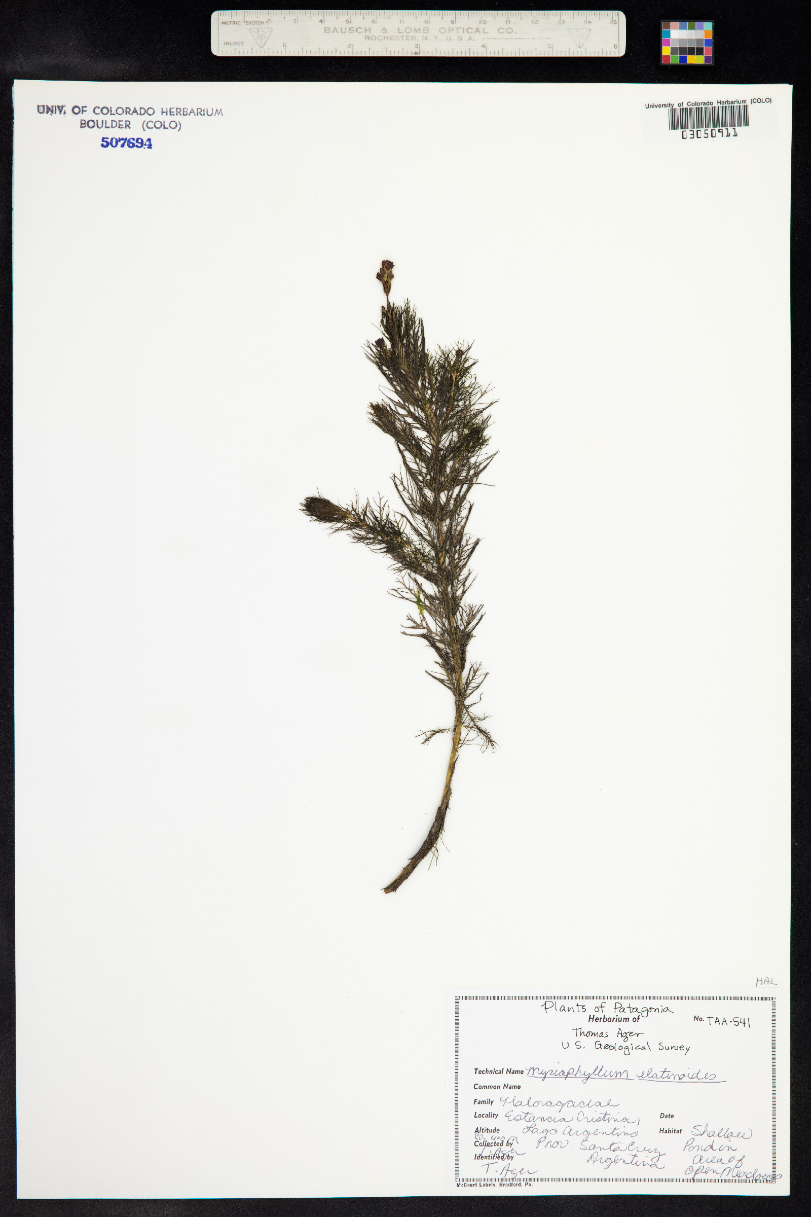 Myriophyllum quitense image
