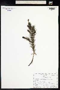 Myriophyllum quitense image