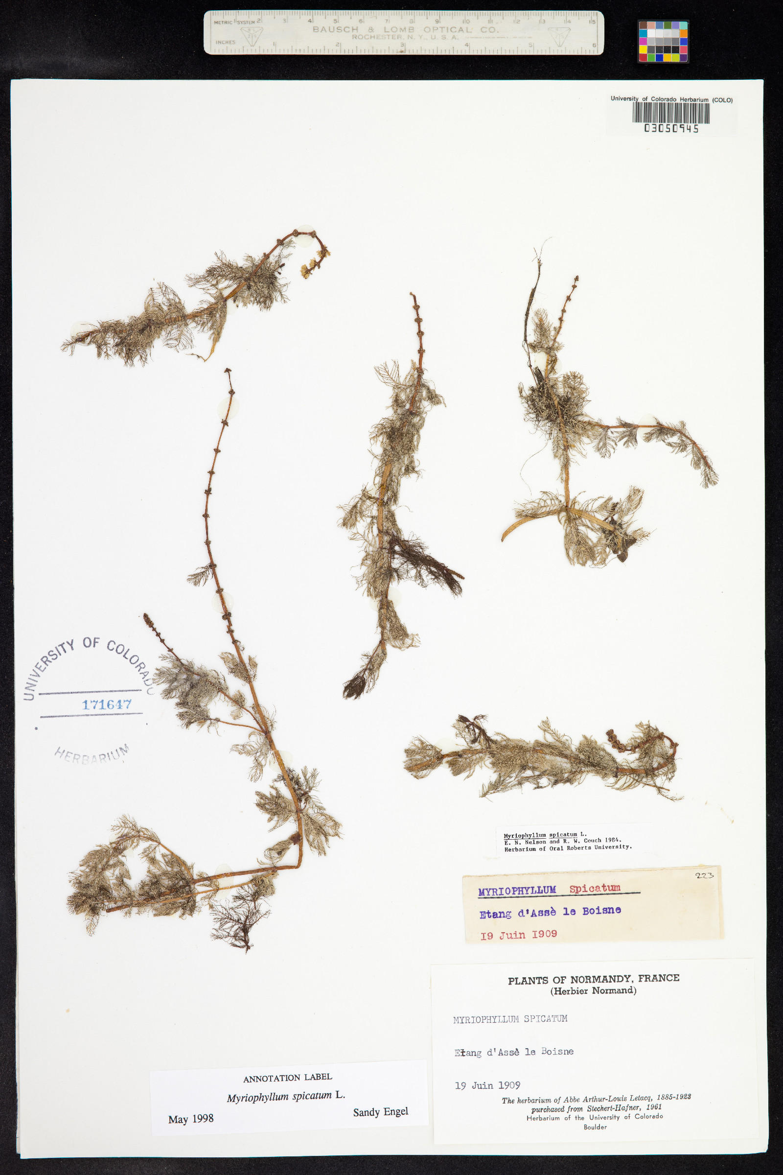 Myriophyllum spicatum image
