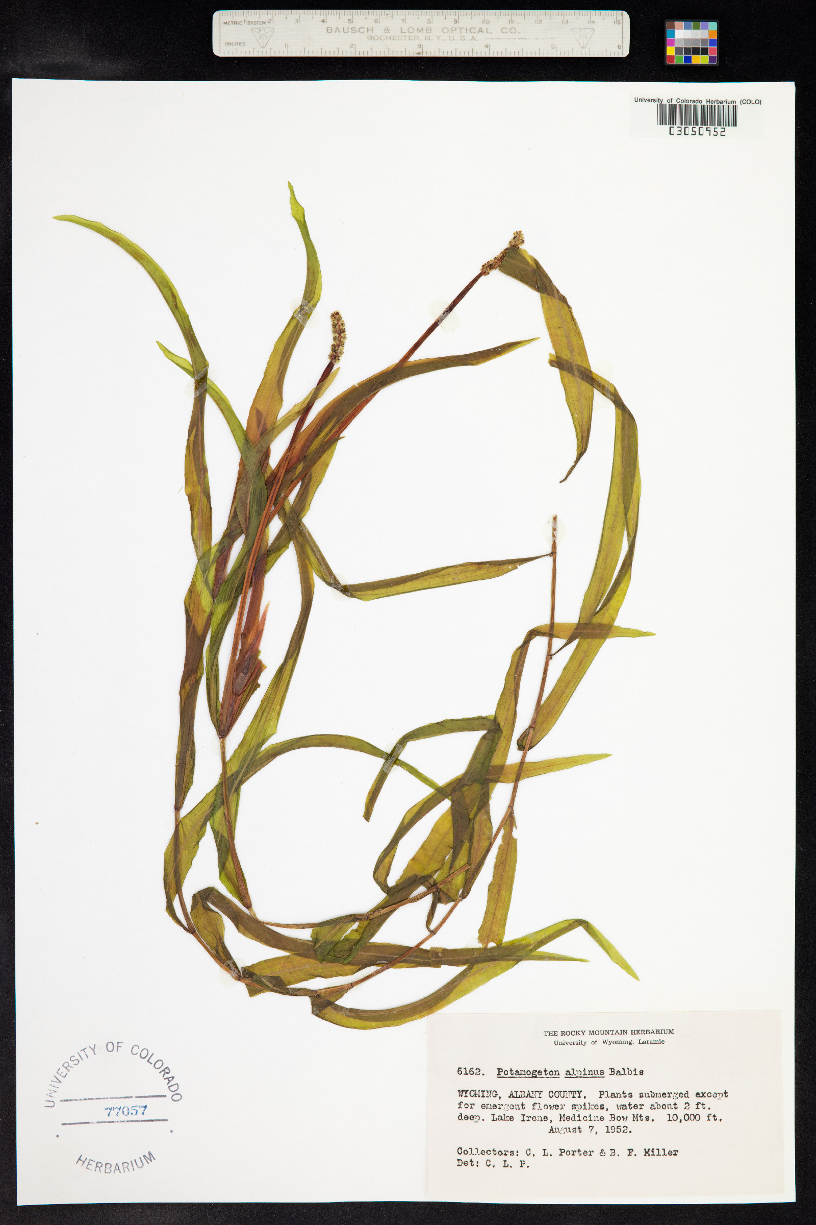 Potamogeton alpinus image