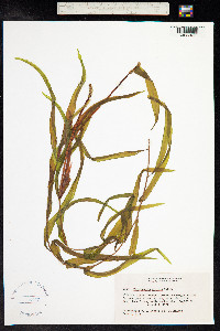 Potamogeton alpinus image