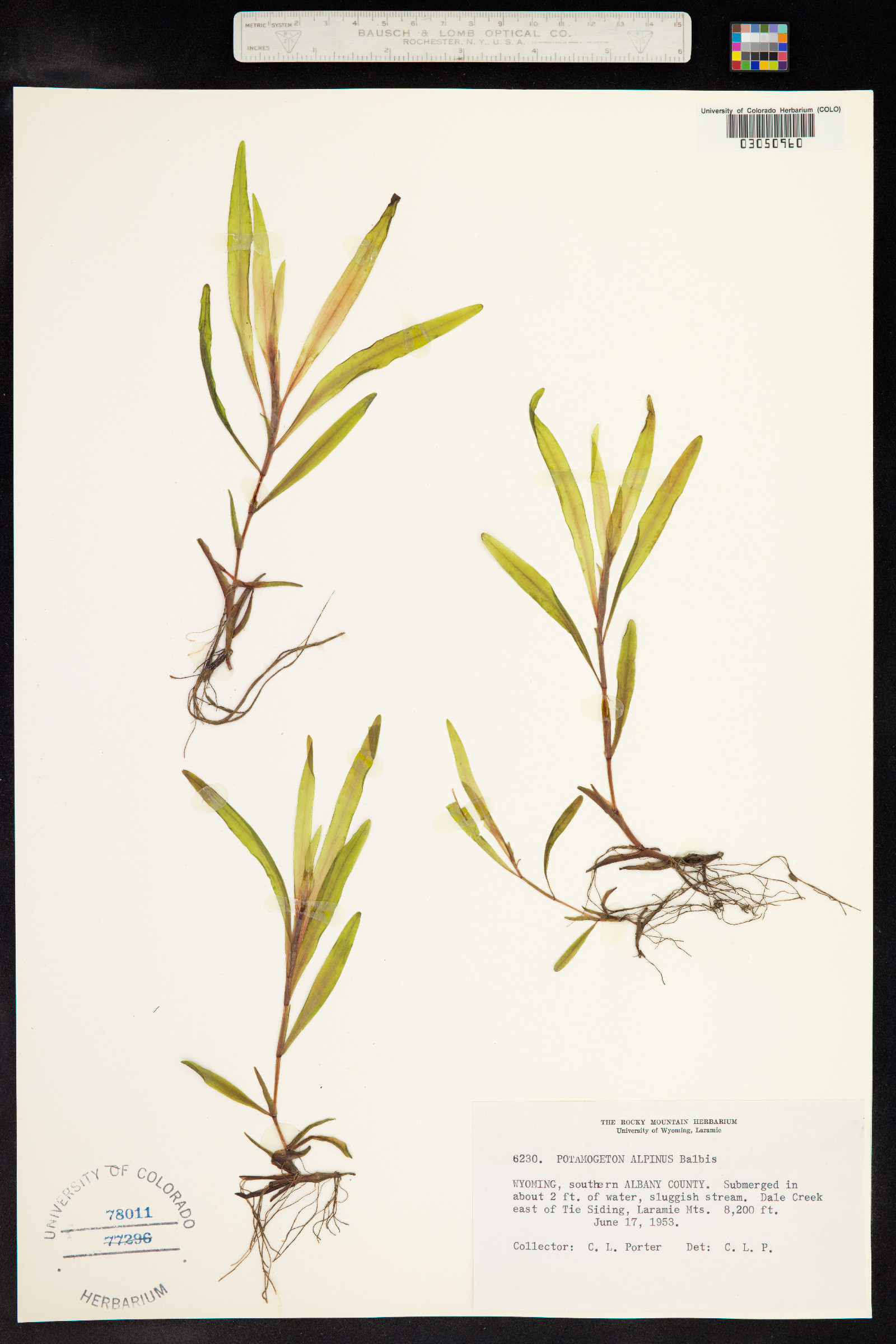 Potamogeton alpinus image