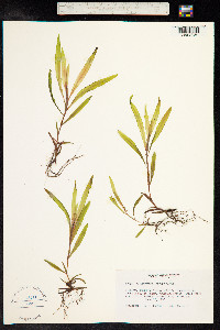 Potamogeton alpinus image