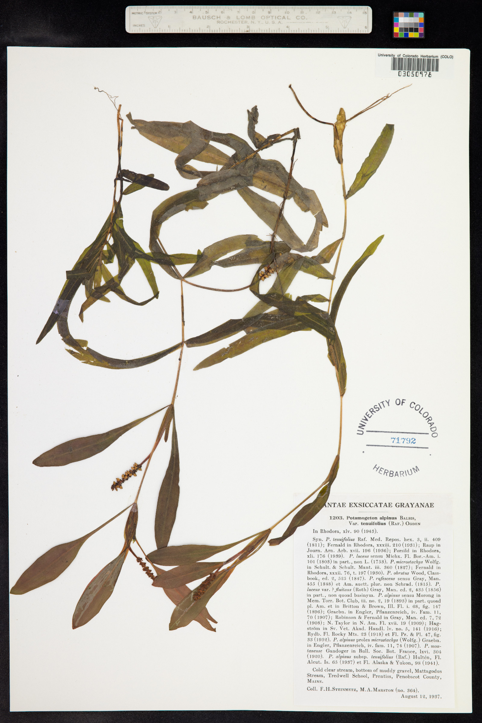 Potamogeton alpinus image