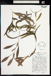 Potamogeton alpinus image