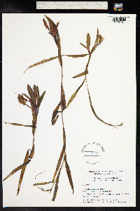 Potamogeton alpinus image