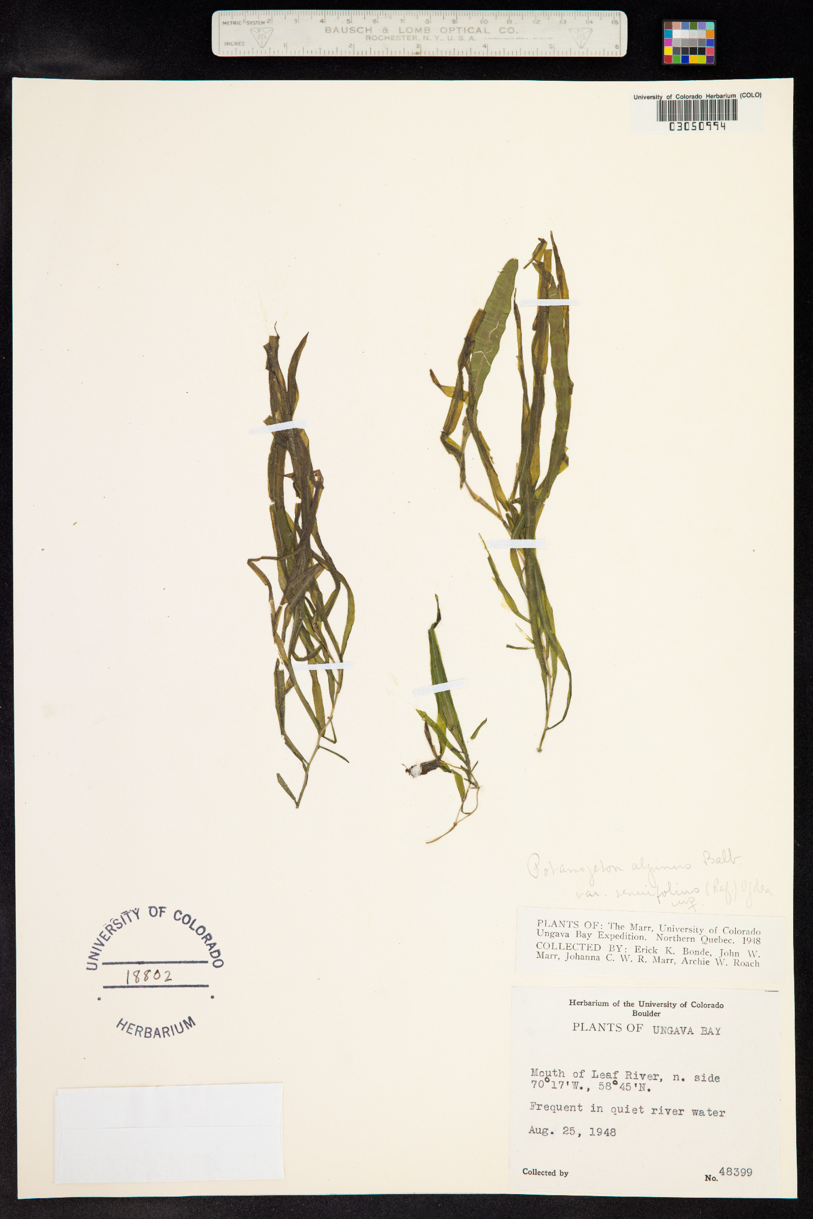 Potamogeton alpinus image