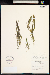 Potamogeton alpinus image