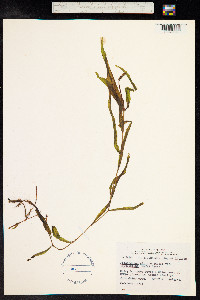 Potamogeton alpinus image