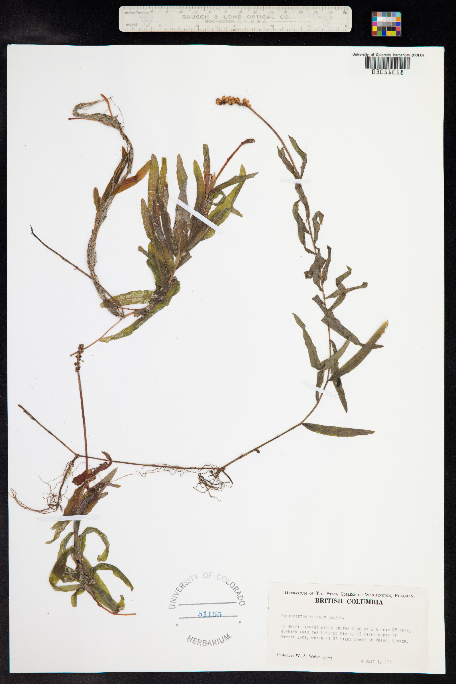 Potamogeton alpinus image