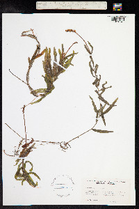 Potamogeton alpinus image