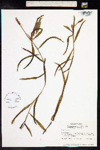 Potamogeton alpinus image