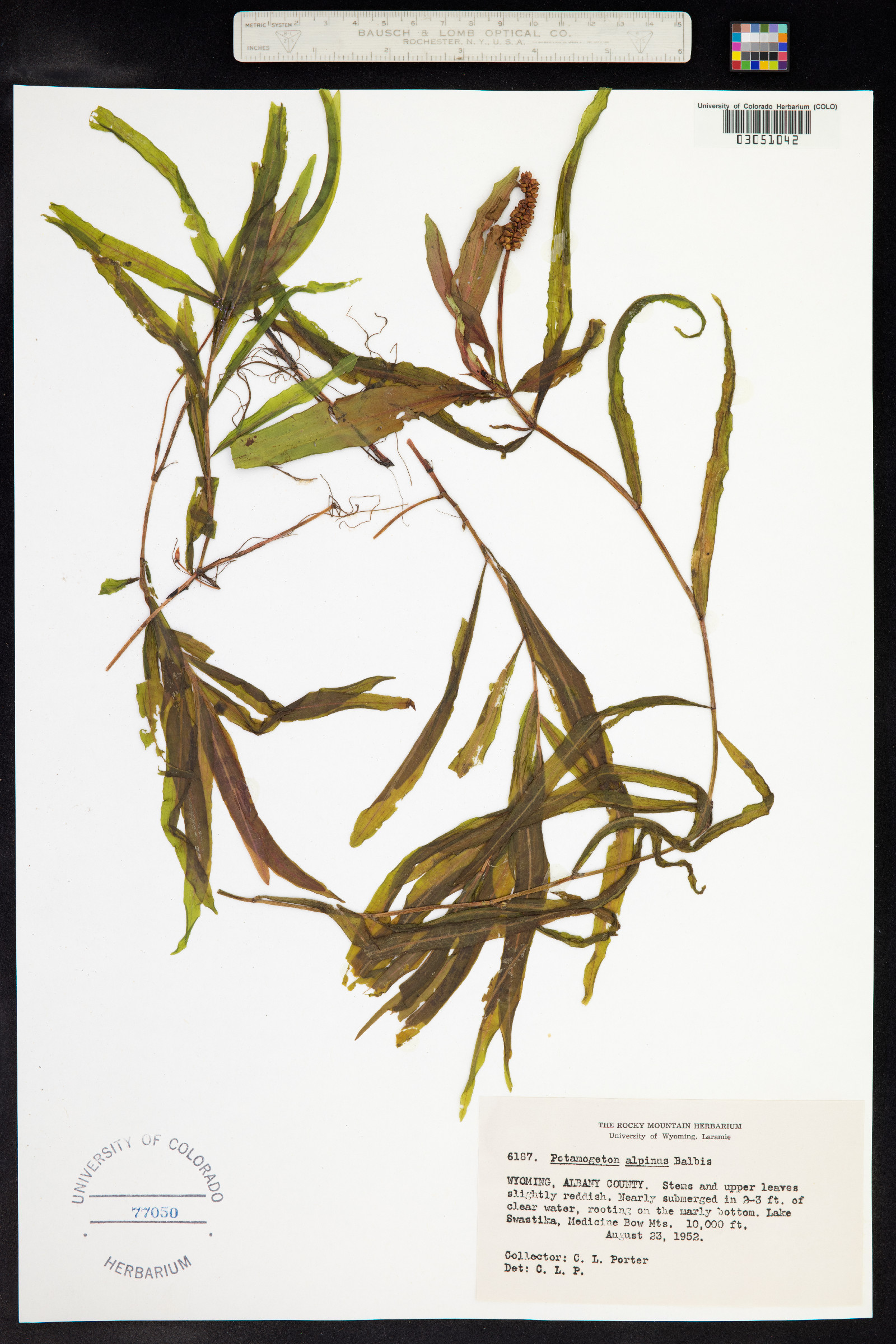 Potamogeton alpinus image