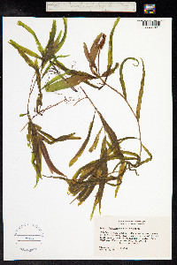 Potamogeton alpinus image