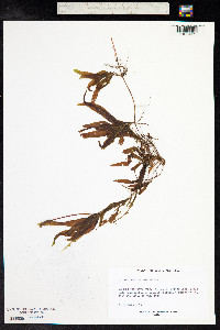 Potamogeton alpinus image